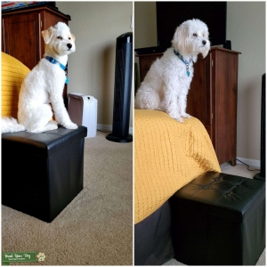 Miniature Aussiedoodle Health and Breed DNA tested F1B. Proven  Listing Image