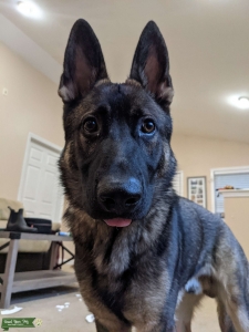 German Shepherd Dog Listing Image