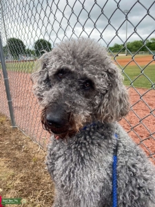 F1B Labradoodle Listing Image