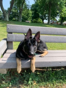 Black and tan AKC registered 1st time breeder Listing Image