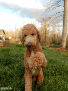Goldendoodle Stud Listing Image
