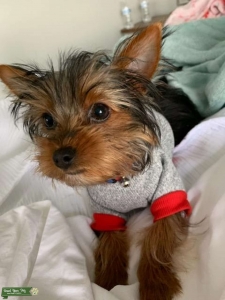 Male Yorkie  Listing Image