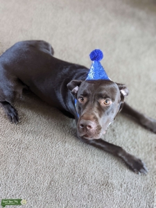 Choc Lab M Listing Image