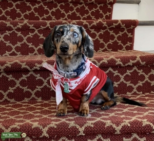 Looking to breed my male dachshund! Listing Image