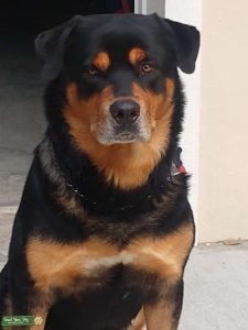 Rottweiler mix Listing Image