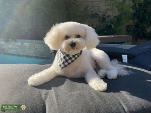 Handsome Maltipoo Listing Image