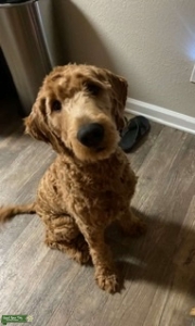 Goldendoodle Stud 9 months  Listing Image