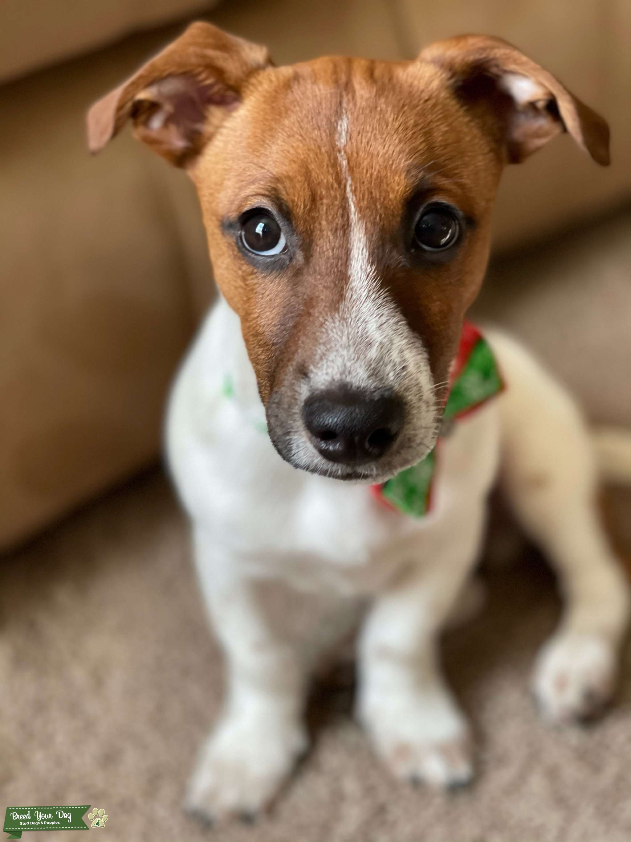 Full bred Jack Russell terrier Stud Dog in Baltimore County , the