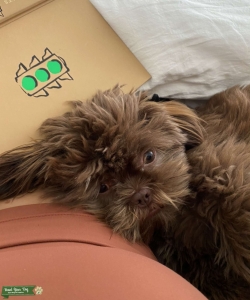 Chocolate Shih Tzu Stud!  Listing Image