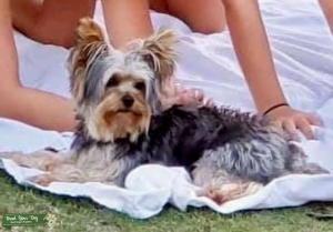 Looking for Yorkie Male Lover 4 lbs and under Listing Image