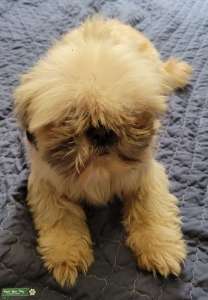 Friendly AKC SHI STZU Listing Image