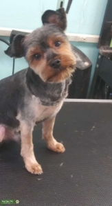 Beautiful Yorkiepoo Listing Image