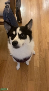 White and black Pomsky 30 lbs looking for purebred Pomeranian (Over 25 pounds) Listing Image