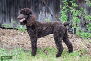 Brown Standard poodle Listing Image