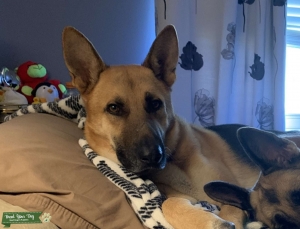 Black and Tan German Shepherd Listing Image