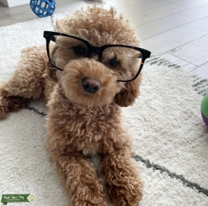 Apricot Toy Poodle Listing Image