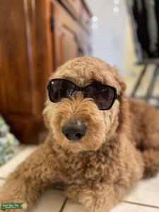 F2 Great Personality Male Goldendoodle   Listing Image