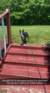Boston terrier B&W Listing Image