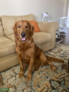 AKC Registered STUD Pure Bred Golden Retriever Listing Image