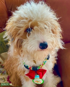 Adorable Aussie Doodle looking for Doodle/Aussie mate! Listing Image
