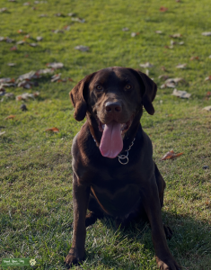 Chocolate Lab Listing Image