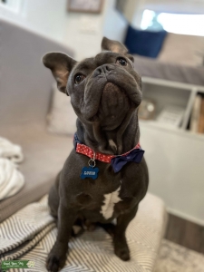 Handsome Blue French Bulldog Stud Listing Image