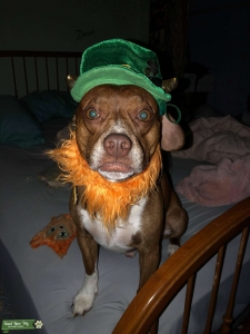 Beagle mixed with strong dog breed looking for a son Listing Image