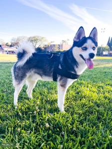 17 lbs Extremely Handsome F2 Mini Pomsky Listing Image