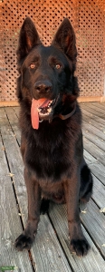 AKC Black German Shepherd  Listing Image