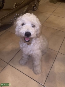 Stud dog Listing Image