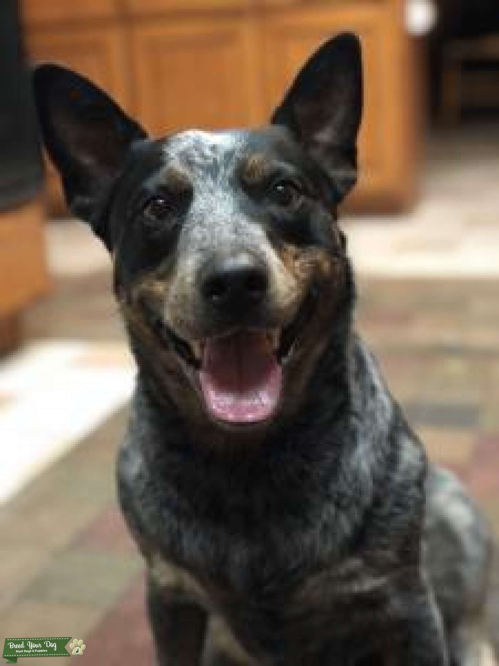 Blue Heeler Handsome Stud Stud Dog CA Breed Your Dog