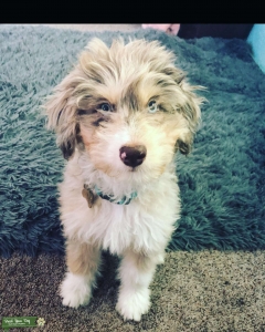 Ausidoodle stud  Listing Image