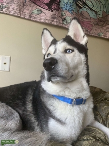Siberian Husky looking for a Mate! Listing Image