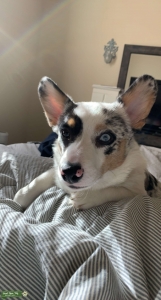 100% Merle Pembroke Welsh Corgi Stud Listing Image