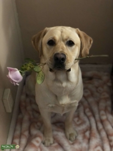 Yellow lab 90 pounds Listing Image
