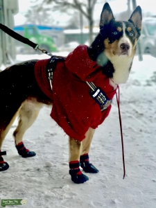 Siberian Husky Aussie Stud Mix Listing Image