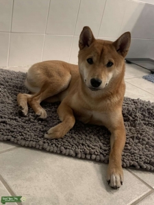AKC Shiba Inu Listing Image