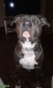 Blue Nose XL Bully Listing Image