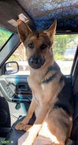 German Shepard  Listing Image