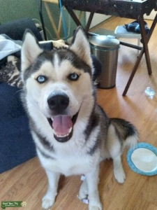 Black, Gray/silver. White. Blue eyes Listing Image