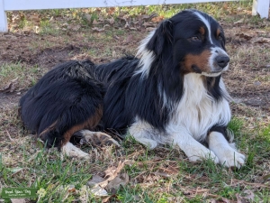 Mini Australian Shepherd Stud Listing Image