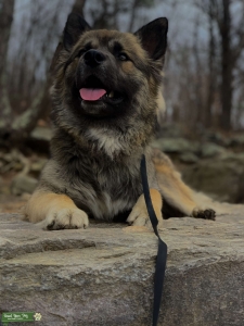 Ace German/husky Listing Image