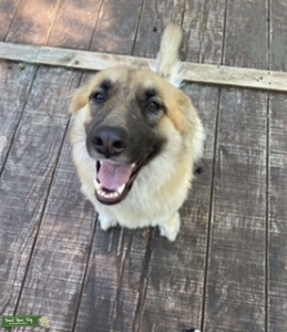 Female looking for stud Listing Image