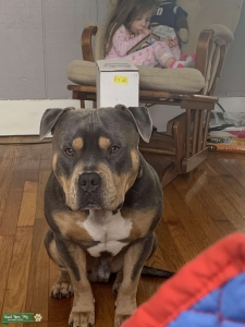 Boomer Tri Color Bully  Listing Image