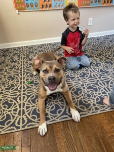 Beautiful Brindle Pitbull Listing Image