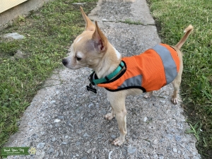 Light Tan Toy Chihuahua  Listing Image