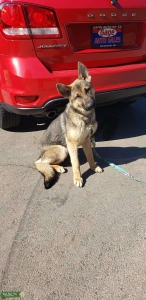 Shepsky Looking for Stud Listing Image