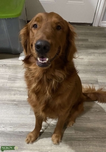 Happy Golden Retriever  Listing Image