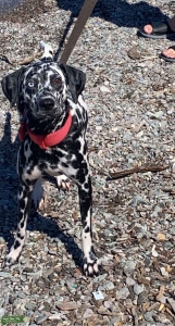 Dalmatian Female looking for male Dalmatian for breeding Listing Image