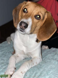 Tri colored Beagle stud Listing Image